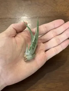 yamadavalentina様 リクエスト 5点 まとめ商品