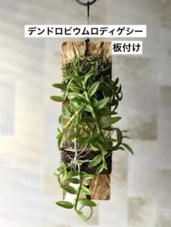 デンドロビウムロディゲシー　板付け　観葉植物　③のサムネイル