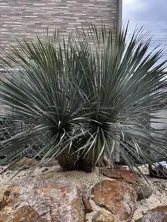 2025年最新】ユッカ 植物の人気アイテム - メルカリ