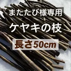 【またたび様専用】ケヤキの枝　長さ50センチ　太さ0.7〜2㎝混合　カット枝　欅