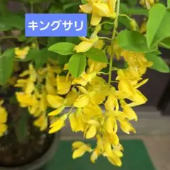 キングサリ苗◆③