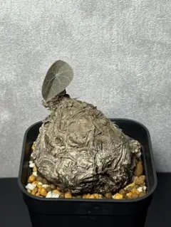 新芽出 ザミオクルカス ブラック ピンクバリエガータ斑入りZZ plant