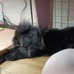 Item thumbnail for item 3e82cb7f-0b44-4637-ada7-1d8de9d4ff70