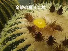サボテン、金鯱の種子80粒!種蒔きの説明書付き！採れたて!エキノ