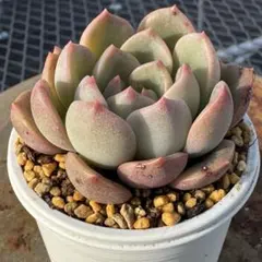 Ry様 リクエスト 3点 まとめ商品