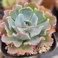 フィレンツェ錦 ＊ Echeveria 'Firenze' Mutant - メルカリ