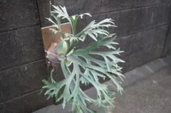 銀杏さん様 リクエスト 2点 まとめ商品