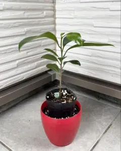 ミニ しっかりした幹 ガジュマル 観葉植物 抜き苗 管理番号② - メルカリ