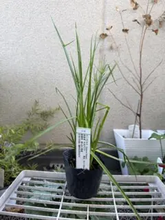 ユッカ ロストラータ 実生 抜き苗 ④ - メルカリ