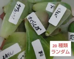 多肉植物 20種類 ランダム - メルカリ