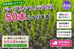 アスパラガス5年目 根株(5年ものの根株は流通少なく希少価値があると