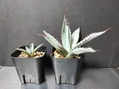 カズにぃ様 リクエスト 3点 まとめ商品