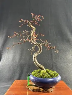 2026年最新】中品盆栽の人気アイテム - メルカリ