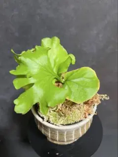 2026年最新】リドレイ モンキーキングの人気アイテム - メルカリ