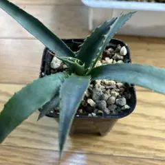 2025年最新】ユタエンシス ハイブリッドの人気アイテム - メルカリ