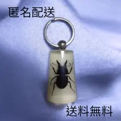 2026年最新】ノコギリクワガタ標本の人気アイテム - メルカリ