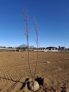 やんげ様 リクエスト 2点 まとめ商品