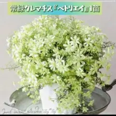 まこと様 リクエスト 3点 まとめ商品