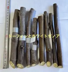 イチジク（ドーフィンとホワイトゼノア）の穂木8本セット　No.8