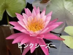 モナカ様 リクエスト 2点 まとめ商品