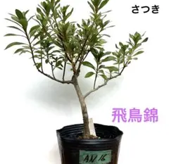 皐月。さつき。　小品盆栽用素材。珍山。光琳。２本１セット。 皐月。さつき。 小品盆栽用素材。珍山。光琳。２本１セット。