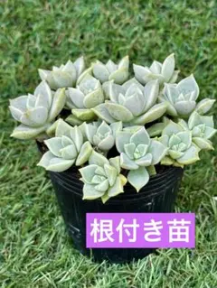 千日紅 ネオンホワイト 多年草 ②ポット苗 - メルカリ