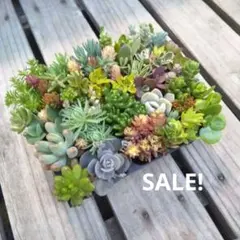 多肉植物 カット苗 詰め合わせ 寄せ植えセット【メルカリ便発送】