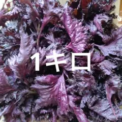 赤しそ　赤紫蘇　1キロ33のサムネイル