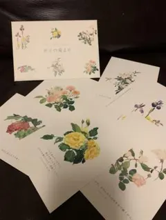 ポストカード6枚セット 花イラスト