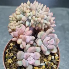 ハオルチア モンロー 巨大化 梦露巨大化 多肉植物 大葉 ⑥ - メルカリ