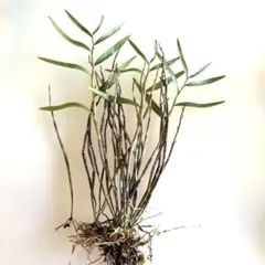 boichen様 リクエスト 2点 まとめ商品