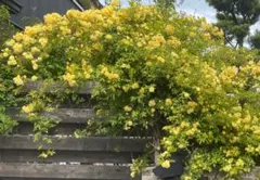 ⭐️sachimaru様専用ページ⭐️ 黄色モッコウバラ　八重挿し木用　20本