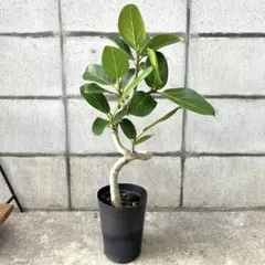 Shu様 リクエスト 2点 まとめ商品