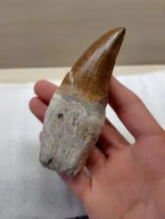 r*l様 博物館級　最恐　古代クジラ　リヴィアタンメルビレイ　歯　化石　鉱物標本 r*l様 博物館級 最恐 古代クジラ リヴィアタンメルビレイ 歯 化石 鉱物