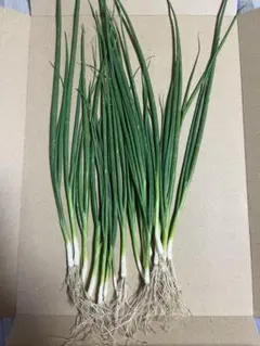 石倉一本 ネギ苗50本のサムネイル
