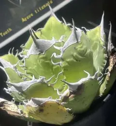 よ*ー様 Agave Coyote オアハカ　現地株 Agave Coyote オアハカ 現地株 オアハカオテロイ Coyote現地球