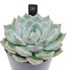 138. 多肉植物 スティルハート 730円【抜き苗】 - メルカリ