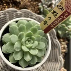 2025年最新】おらいさん苗 円の人気アイテム - メルカリ