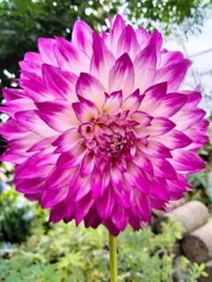 いちご氷 ダリア 球根 ピンク系 華やかな花 - メルカリ