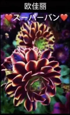 多肉植物アエオニウム【スーパーバン 欧嘉莉】カット苗 - メルカリ