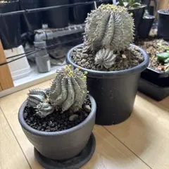 ユーフォルビア ホリダ 胴太白肌ホリダカキコ horrida 塊根植物 - メルカリ