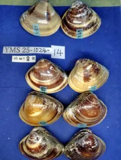 Item thumbnail for item 0985fd1b-f97a-4346-9edf-f99547fd6b55