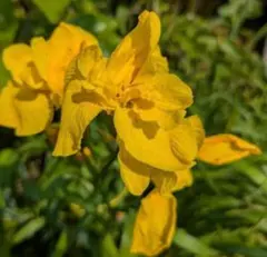 コウホネ 河骨 株分け大苗根茎2本 水生植物 お茶花 - メルカリ