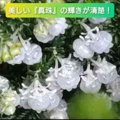 ちゃーハン様 リクエスト 5点 まとめ商品