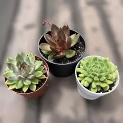 エケベリア　ぬき苗　大きめ　多肉植物　カラフル　まとめ売り