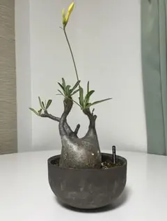 2025年最新】パキポディウムグラキリス 現地球の人気アイテム