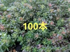多肉植物セダム　コーラルカーペット100本
