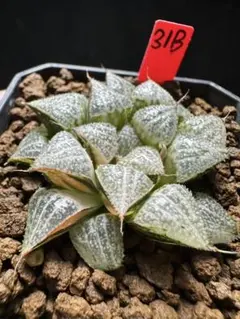 35c 多肉植物 ハオルチア 琉璃オブツーサ錦 自家繁殖 鉢植え発送