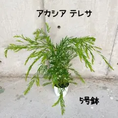 アカシア　テレサ　5号鉢 d