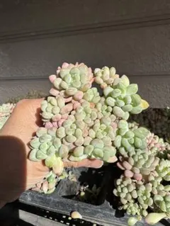 クロミ様 リクエスト 2点 まとめ商品